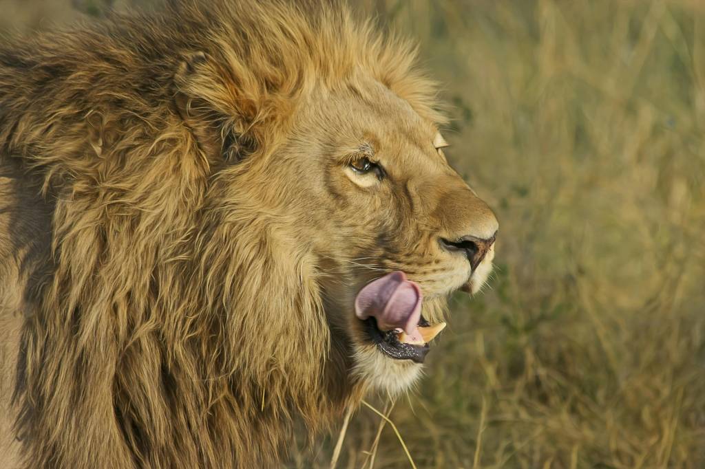 Découvrir la faune exceptionnelle du parc Serengeti